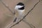 Carolina chickadee