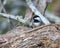 Carolina Chickadee avian perched atop a decaying wooden branch, perched in a neutral environment