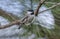 Carolina Chickadee bird, Athens, Georgia