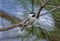 Carolina Chickadee bird, Athens, Georgia