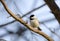 Carolina Chickadee bird on perch, Athens, Georgia USA