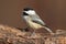 Carolina Chickadee on a Branch