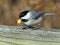 Carolina Chickadee with peanut