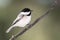 Carolina Chickadee Perched on a Slender Branch