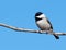 Carolina Chickadee perched in a tree