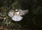 Carolina chickadee (Poecile carolinensis) flying