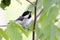 Carolina Chickadee songbird, Blue Ridge Mountains, North Carolina