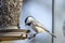 Carolina Chickadee at sunflower bird feeder, Athens, Georgia USA