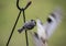 Carolina Chickadee watches the bird show.