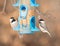 Carolina Chickadees at bird feeder