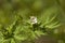 Carolina Cranesbill Geranium carolinianum Wildflower