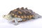 Carolina diamondback terrapin, Malaclemys terrapin centrata