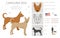 Carolina dog clipart. Different poses, coat colors set