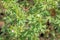 Carolina geranium growing wild