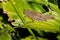 Carolina Grasshopper - Dissosteira carolina