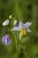 Carolina Horse Nettle Wildflower - Solanum carolinense