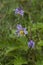 Carolina Horse Nettle Wildflower - Solanum carolinense