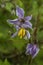 Carolina Horse Nettle Wildflower - Solanum carolinense