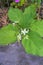 Carolina horsenettle flower with white color