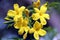 Carolina Jasmine Flowers