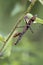 Carolina Mantis Insect - Stagmomantis Carolina - on Zinnia Plant