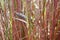 Carolina Mantis in Little Bluestem - Fall Foliage