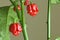 Carolina Reaper hot pepper, cultivar of the Capsicum chinense plant, hottest chili pepper in the world