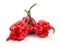 Carolina Reaper, the hottest chile pepper Capsicum chinense, whole ripe pod, isolated on white background. Superhot or
