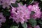 Carolina rhododendron is an evergreen shrub, a species of the Caroliniana subsection.