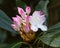 Carolina Rhododendron Flower