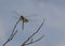 Carolina Saddlebag Dragonfly and Barren Branches