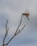 Carolina Saddlebag Dragonfly in the Clouds