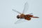 Carolina Saddlebags Dragonfly