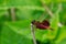 Carolina Saddlebags Dragonfly - Tramea carolina