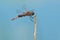 Carolina Saddlebags Dragonfly - Tramea carolina