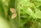 Carolina Satyr butterflies, Hermeuptychia sosybius