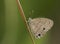 Carolina Satyr butterfly in Georgia