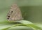 Carolina Satyr butterfly in Georgia