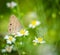 Carolina satyr butterfly perched on daisy flowers