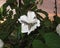 Carolina Sphinx Moth on Moonflower at Dusk