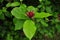 Carolina spicebush red flower and green leaves