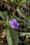 Carolina Wild Petunia - Ruellia caroliniensis