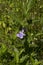 Carolina Wild Petunia - Ruellia caroliniensis Wildflower