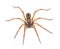 Carolina wolf spider - Hogna carolinensis - facing camera, extreme detail throughout, isolated cutout on white background, dorsal