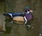 Carolina Wood Duck with Reflection