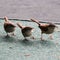 Carolina Wren and babies 1