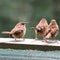 Carolina Wren and babies 2