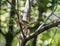 Carolina Wren bird gathering insect food for chicks