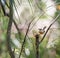 Carolina Wren bird gathering insect food for chicks