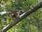 Carolina Wren bird gathering insect food for chicks